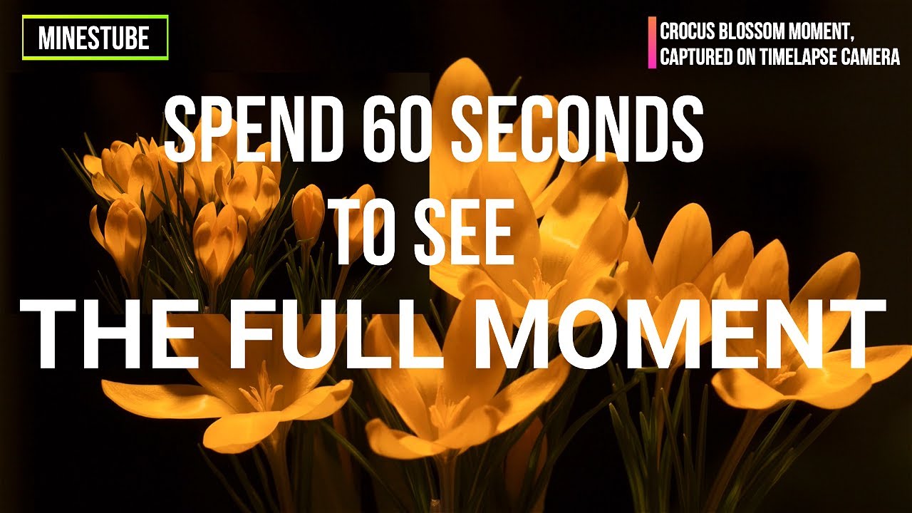 Crocus Flower I Crocus time lapse - beautiful 60 seconds crocus full blossom captured on video