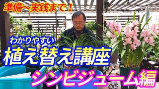 洋蘭 シンビジューム シンビジウム の植え替え講座 初めての植え替えの簡単なやりかたを紹介 Repotting Cymbidium Orchids Youtube