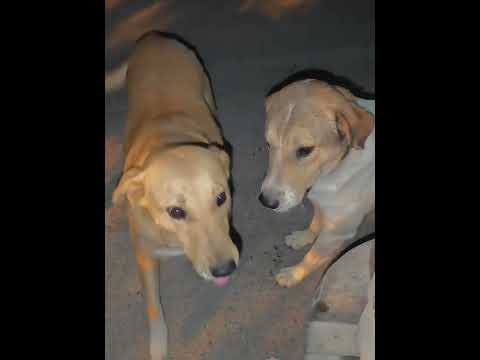 حنا حواست کجاست گشنه هستی کمک دوست سگها غذا رسانی کمک رحمان گربه حق زندگی هاپو