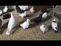 #Pigeons.Что делать если голубка не несёт яйцы.