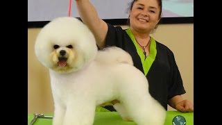 Dog Grooming  Grooming a Show Style Bichon