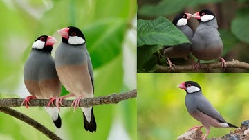 java Finches care and breeding tips | V2BIRDS | java finches breeding in tamil