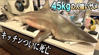 【キッチンオワタ】45kgの巨大人喰いザメを解体したらついにキッチンが限界にwww