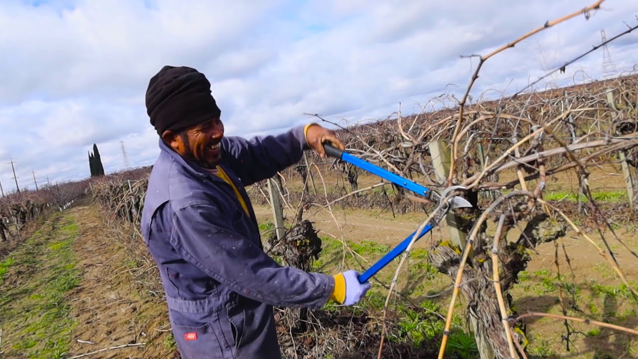 como podar viña / como ser mas rapido