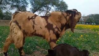 goat farming in Pakistan|| How to start بکری فارمنگ Farming  || goat farming pdk ||Bakra