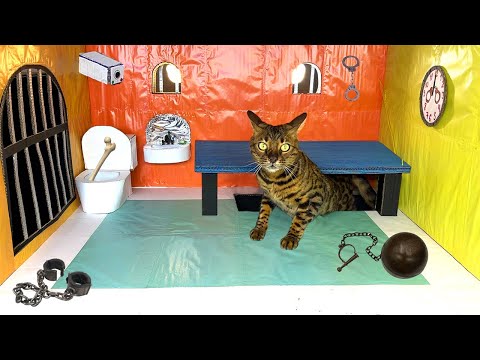 Видео: ДОМ ТЮРЬМА из картона для кошки 2 🐈 . ПОБЕГ из тюрьмы через ЛАБИРИНТ.