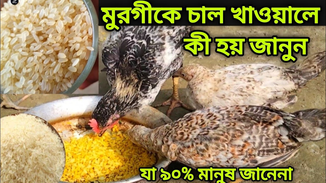 মুরগীকে চাল খাওয়ালে কী হয়???  What happens when chickens are fed rice?