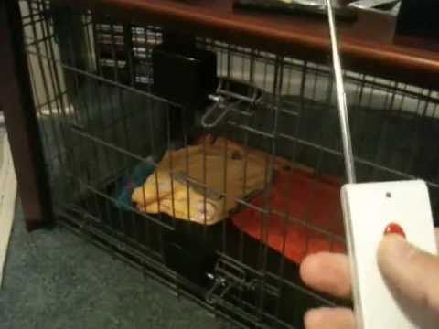 automatic dog kennel door