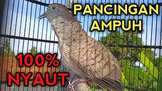 AMPUH! PANCINGAN PERKUTUT BANGKOK AGAR BUNYI LANGSUNG NYAUT SEKETIKA