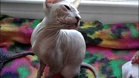 Watch the video about PETERBALD KITTENS ^