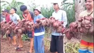 CARA UNIK ! Kisah Sukses Petani: Strategi Terbaik Menanam Ubi Jalar yang Patut Dicoba