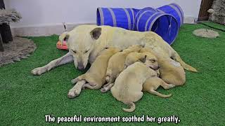 Thrown Away Like Trash...But Still Fighting for Her Babies. 💔🐶😢