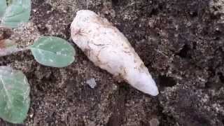 RARE Crystal Guilford!! ~ 165  Artifact Find! JUNE 2014