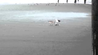 Seagulls eating pigeon alive....