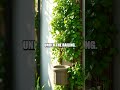 One Minute Balcony Greenprint