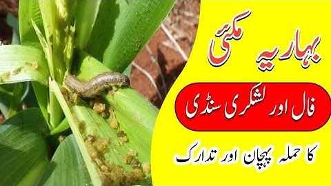 Fall Army Worm attack on Maize Crop | its Identification and Control