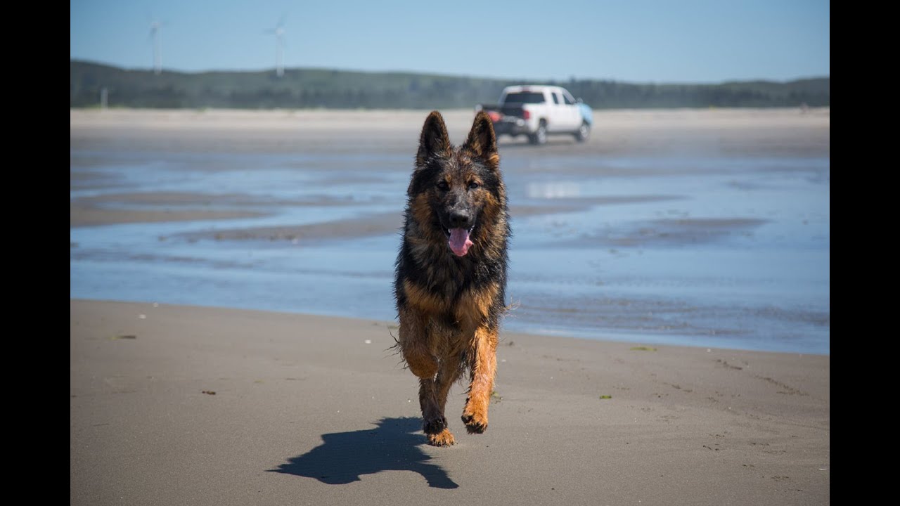 Irish Dexter Family Milk Cows: A Man's best friend. Rollo!!!
