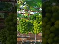 🍇 সবুজ আঙুর | মিষ্টি, রসালো ও লাভজনক চাষ 🍇 #ফলচাষ #fruit #agriculture #farming #food #reels