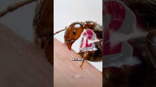 🐜 Do Ants Bite or Sting? Actually, 3 Weapons