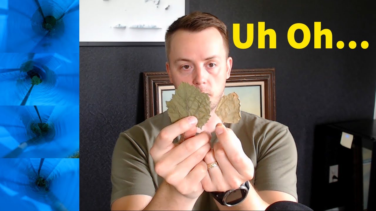 Grapes Already? : Week 4 Growing Wine Grapes in Indiana