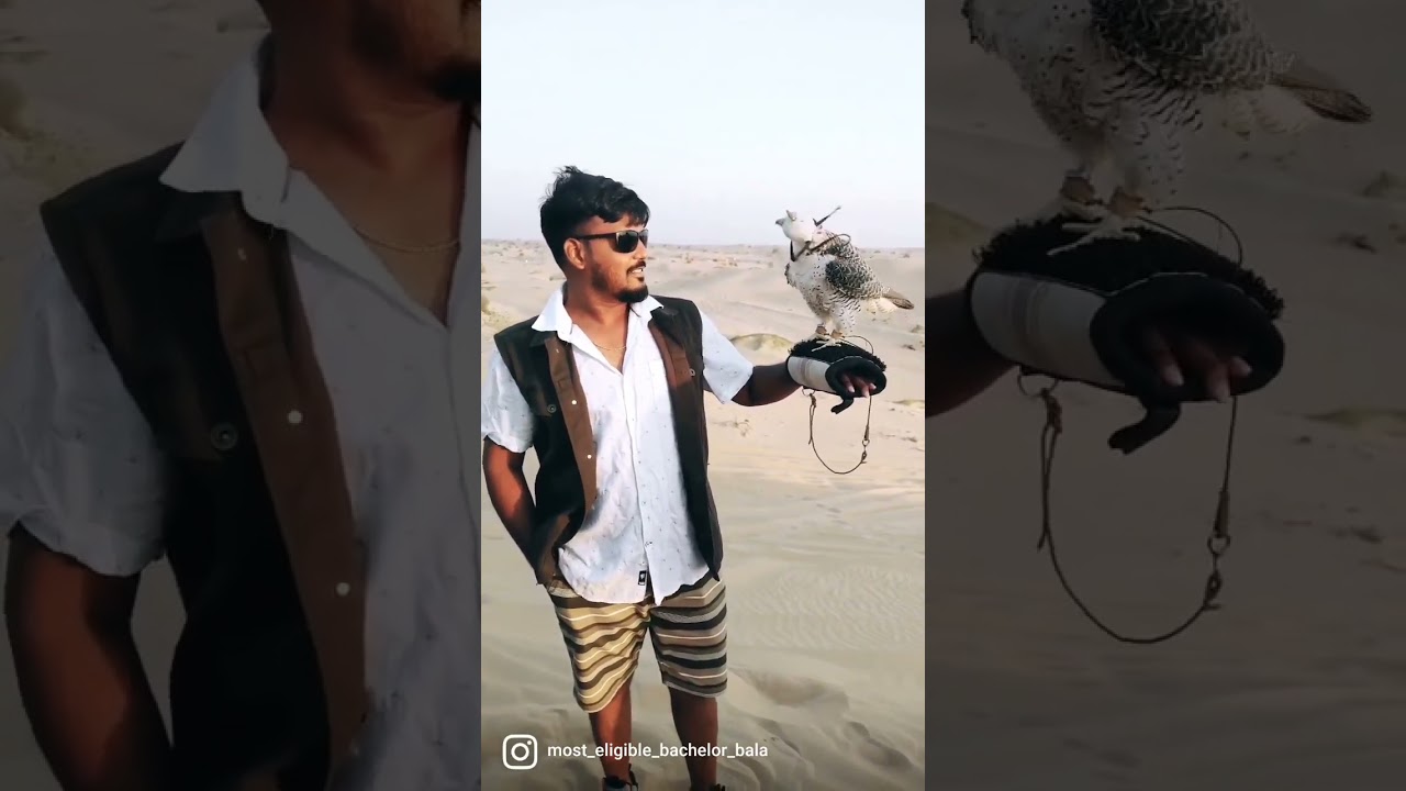 "Wings of Majesty: Mesmerizing Falconry Experiences in Dubai's Desert Safari Adventure!"