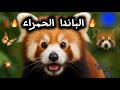 بعض المعلومات عن الباندا الحمراء 