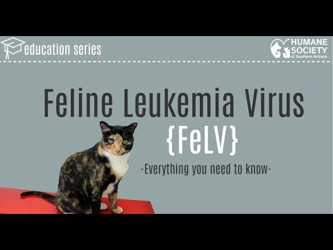 Video: Hvad du behøver at vide om Feline anæmi