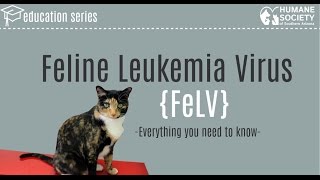What is Feline Leukemia Virus?