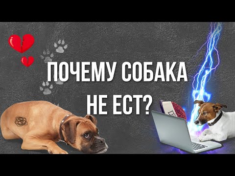 Почему собака не ест? Ветеринар рассказывает, почему у питомца нет аппетита и что с этим делать.