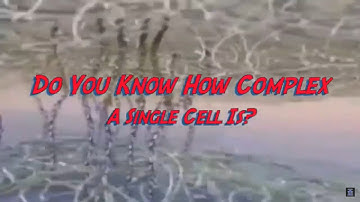 The Complexity Of The Cell is Unbelievable