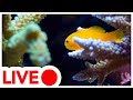 Swimming Video for Cats - 24/7 Live Sea Exploration