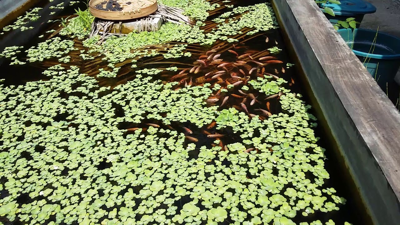Fish Pond For Food Source In A Crisis YouTube