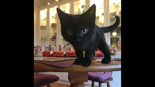 Новогодние котики | Веселые котята празднуют Рождество и Новый год Новогодние котики | Веселые котята празднуют Рождество и Новый год