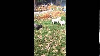 Dog Family Early Spring 2015