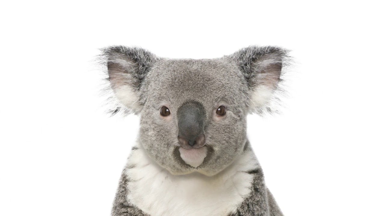 Koala Breeding Season 2019