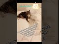 tes humains en vacances, tu récupère leur lit et réclame des câlins à Mamie 🐱 #chatmignon #chat