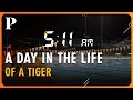A day in the life of a pacific tiger