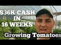 2019 Tomato Harvest! 12k Lbs!