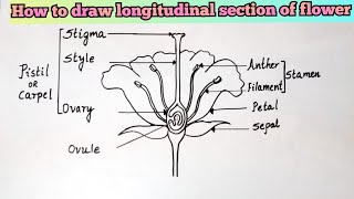 How to draw longitudinal section of flower easily - step by step