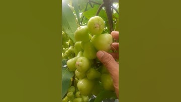 penampakan buah jambu air madudeli sangat lebat #buah #agriculture #fruit #garden #jambuair