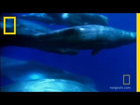 A Sperm Whale Family | National Geographic