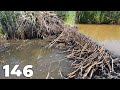 The hottest day of the season  manual beaver dam removal no146