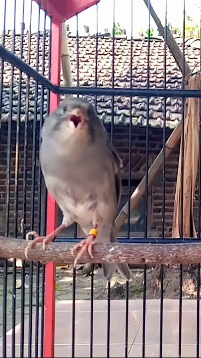 Female canary tweets ‼️ fast sounding canary lure