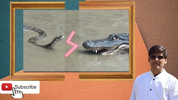 Python vs Alligator 01 -- Real Fight -- Python attacks Alligator
