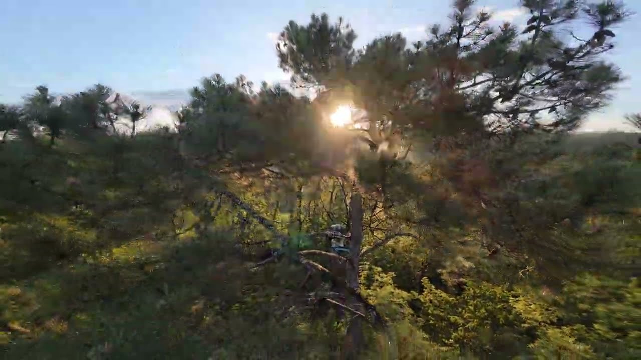 Palombière  cabane de chasse