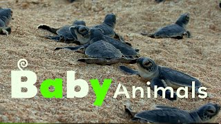 Beach Babies | Baby Animals in the Wild | Season 1 Episode 2