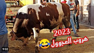 فيديوهات العجول الهربانه في العيد الاضحي عام 2023😂ضحك السنين وهروب اكبر عجل في العالم😂