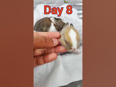 Daily rabbit care | Baby Rabbits Growing Up Day By Day #animals #