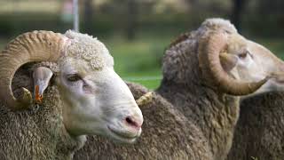 Nasionale Afrino & Bethulie Merino Veldram Veiling