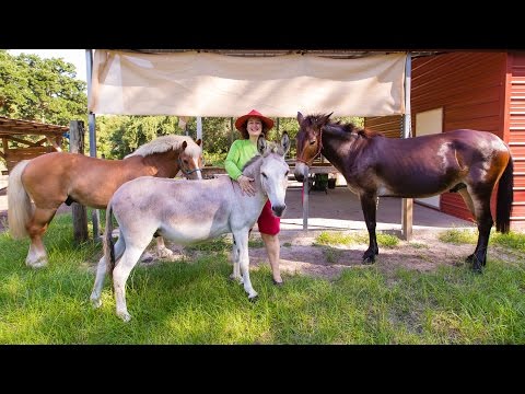 Videó: Melyik állat félig ló és félig szamár?